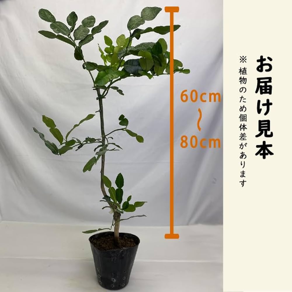 コブミカンの接木苗地植えシリーズ全て単体苗 コブミカンの接木苗地植えシリーズ全て単体苗